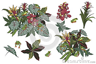 Red-eyed tree frogs and tropical plants Vector Illustration